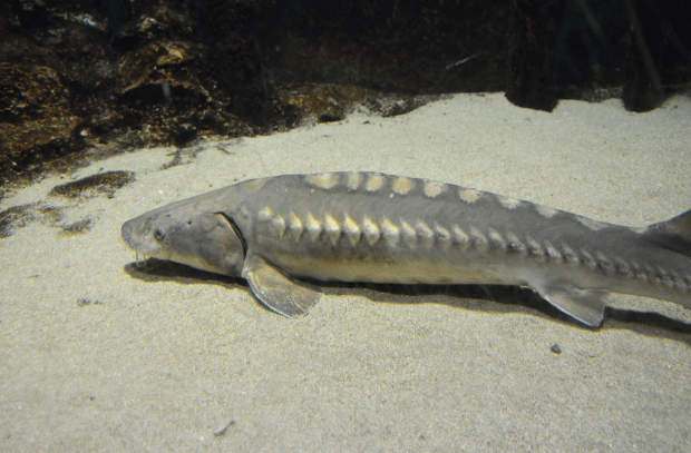 esturjão, o peixe
