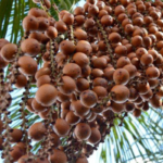 Aprenda a fazer doce de buriti