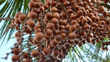 Aprenda a fazer doce de buriti