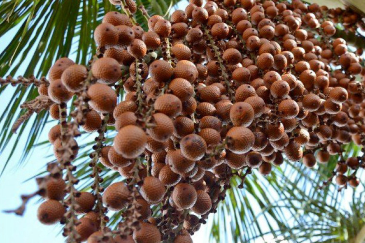 Aprenda a fazer doce de buriti